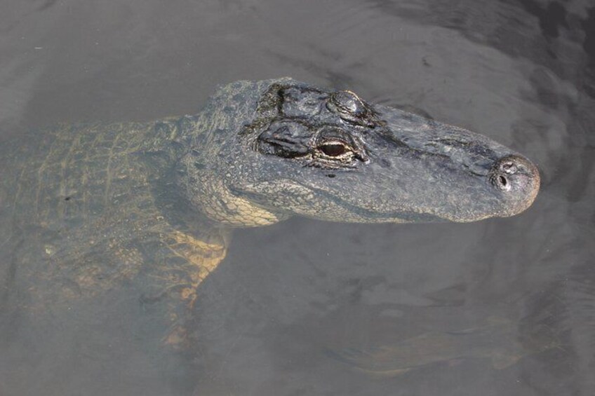 Airboat Ride in the Everglades National Park 3