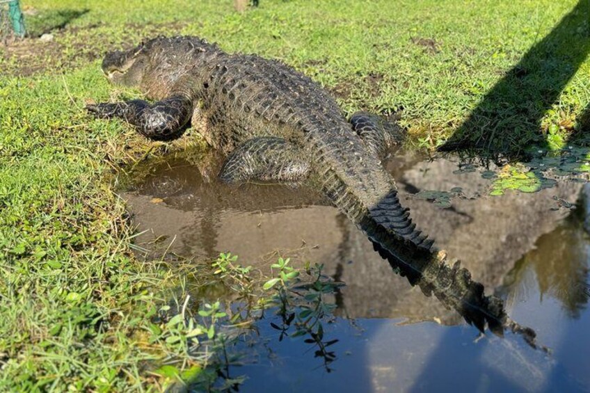 Airboat Ride in the Everglades National Park 5
