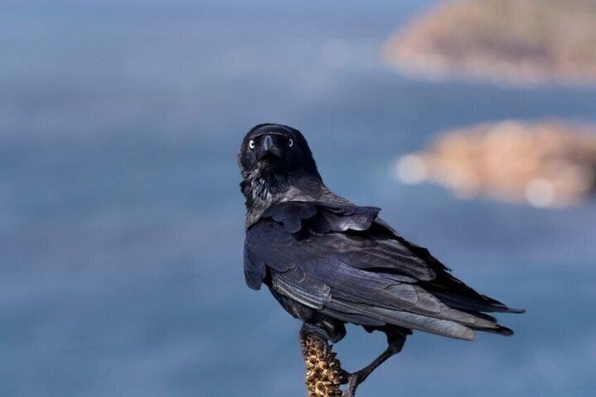 A black bird perched on a branch with a blurred blue background. 3