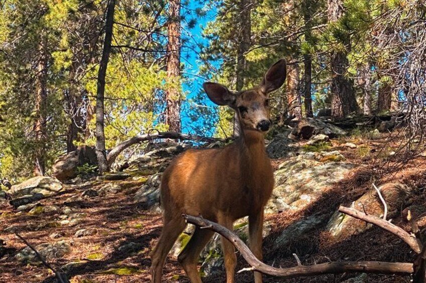 A deer in a forest with trees and rocks. 3