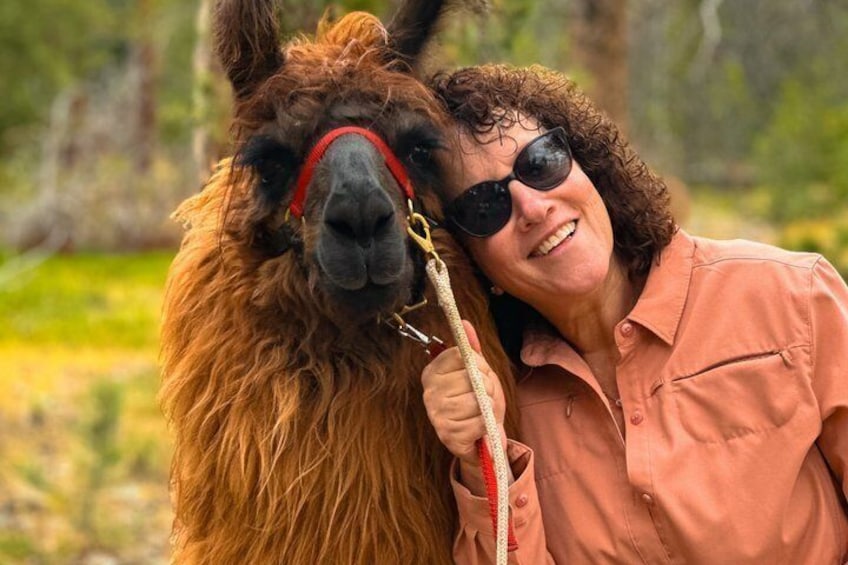A person with a llama, holding a stick, in a natural outdoor setting. 1