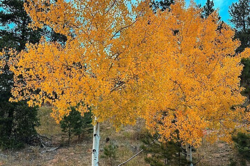 A tree with yellow leaves, a clear sky, and a forested background. 2