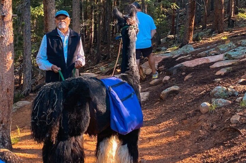 A person leading a llama with a blue backpack through a forested area with rocks and trees. 4