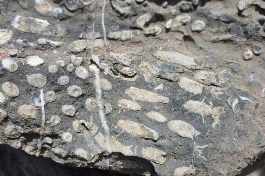 A rock surface with fossilized remains and mineral deposits. 4
