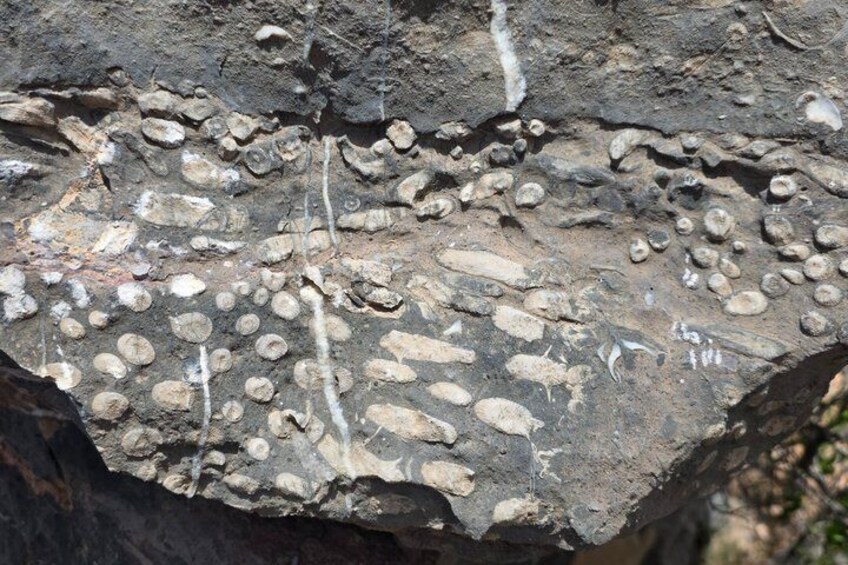 A rock surface with fossil imprints. 5