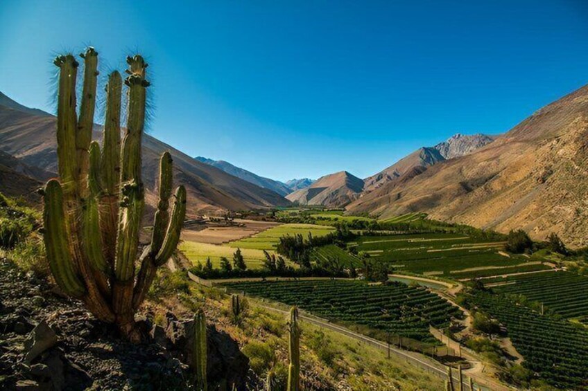 Private Tour Flavors Wines and Mysteries of the Elqui Valley 1