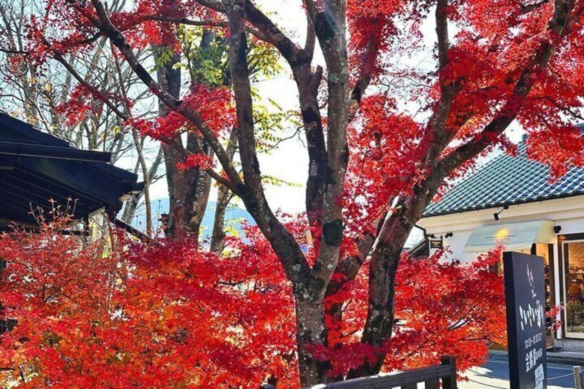 Fukuoka to Yufuin and Beppu Sightseeing Tour 5