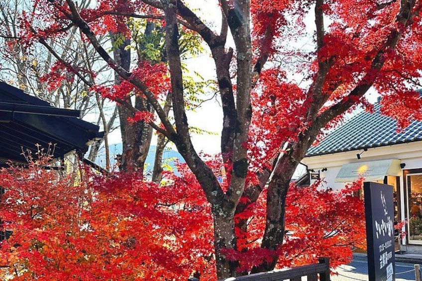 A tree with red leaves, a building with a blue roof, and a sign with Japanese characters. 5