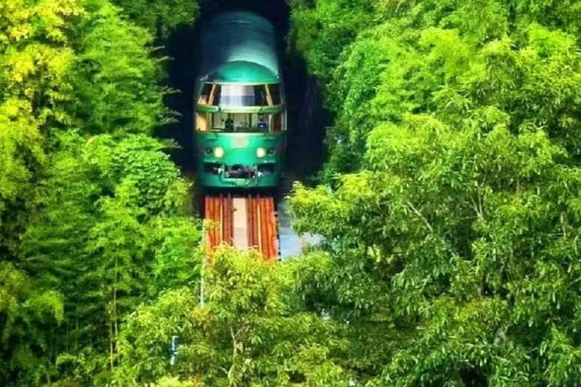 A train traveling through a dense forest. 2