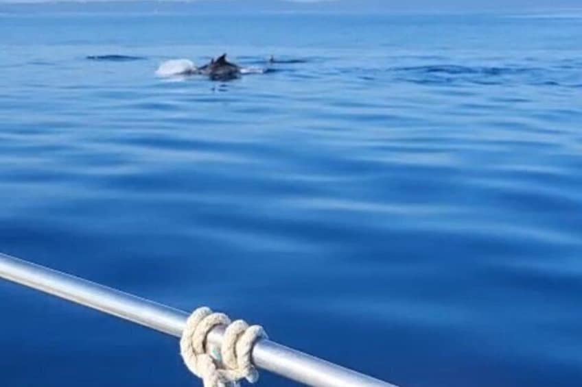 Dolphin Watching boat Tour from Zaton Zadar 5