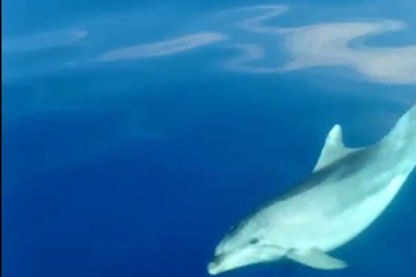 Dolphin Watching boat Tour from Zaton Zadar 3