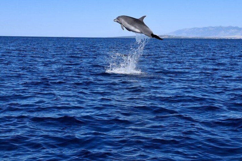 Dolphin Watching boat Tour from Zaton Zadar 1