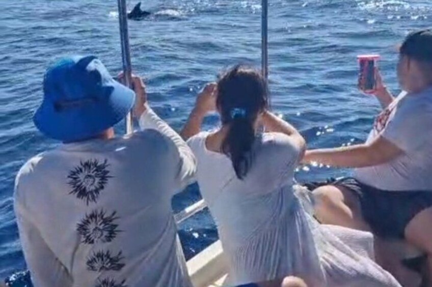 Dolphin Watching boat Tour from Zaton Zadar 4