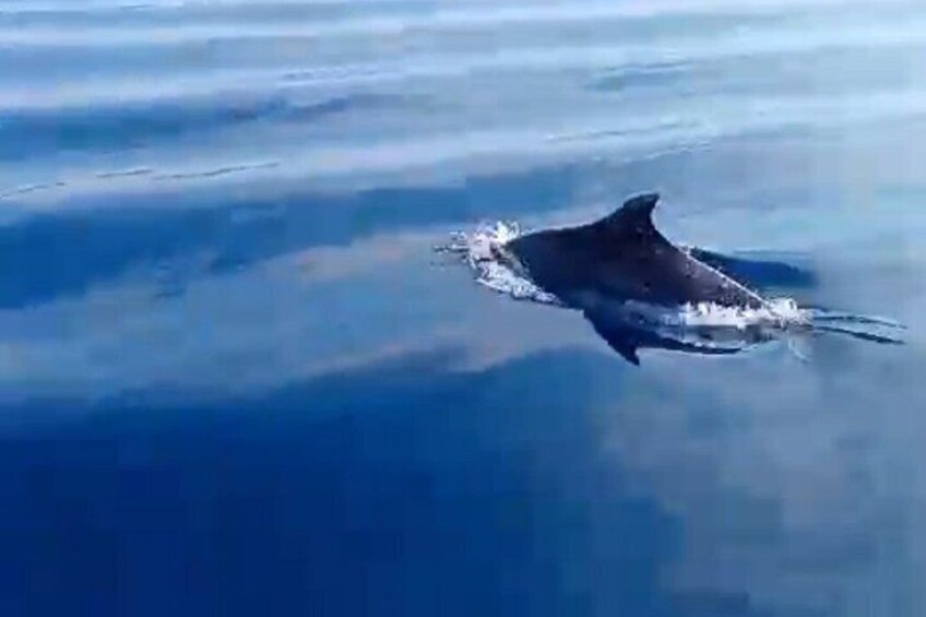 Dolphin Watching boat Tour from Zaton Zadar 2