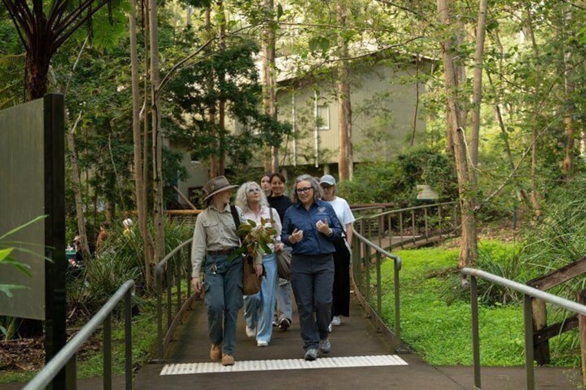 Brisbane Koala Half day Wildlife Viewing Tour 4