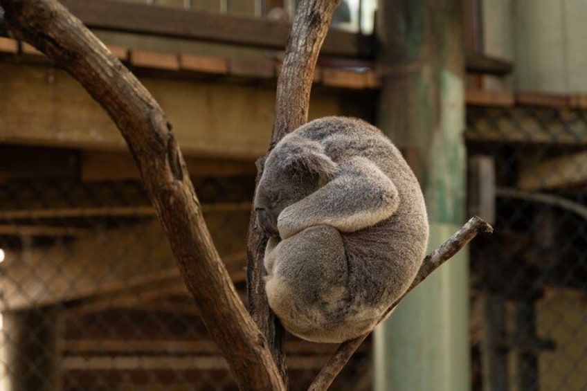 Brisbane Koala Half day Wildlife Viewing Tour 1