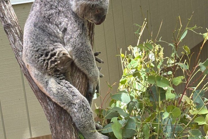 Brisbane Koala Half day Wildlife Viewing Tour 2
