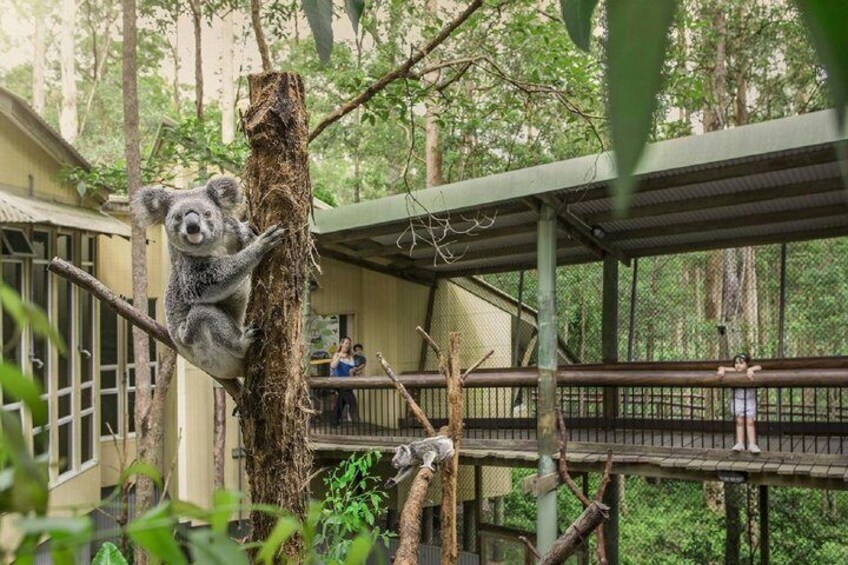 Brisbane Koala Half day Wildlife Viewing Tour 3