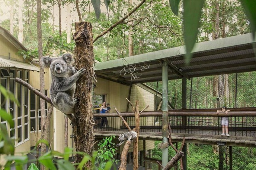 A koala climbing a tree in a zoo enclosure with a viewing platform and visitors in the background. 3