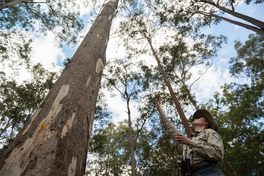 A person reaching up to touch a tall tree in a forest. 5