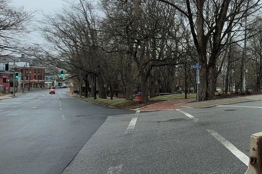A wet road with a pedestrian crossing, trees lining the street, and buildings in the background. 5