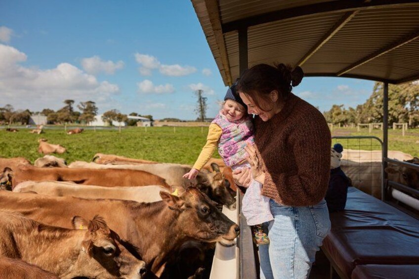 A woman holding a child near cows in a fenced area with a clear sky. 4