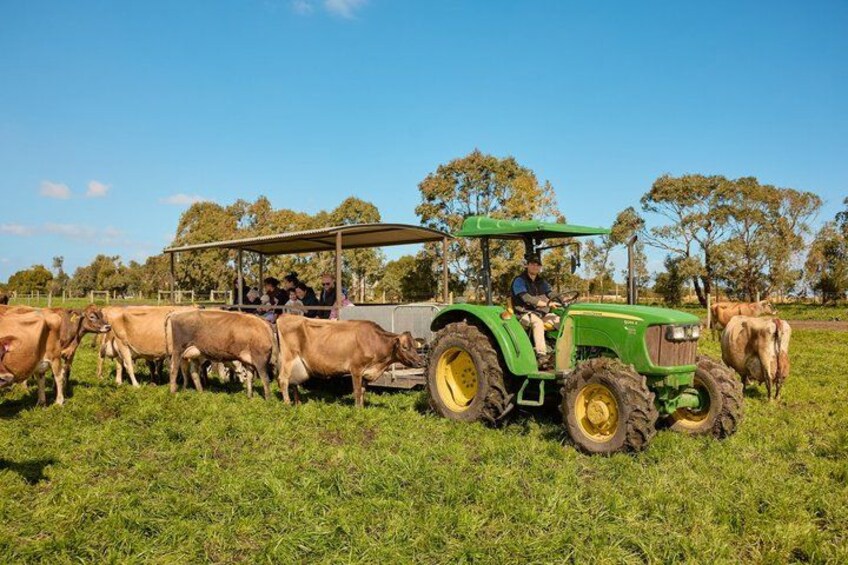 A green tractor with a canopy, a group of cows, and a person driving. 5