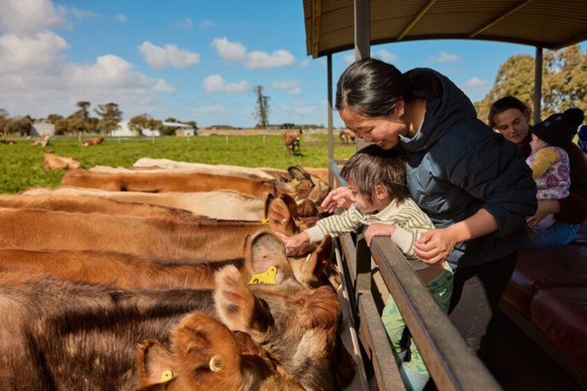 A woman and a child feeding cows at a farm. 3