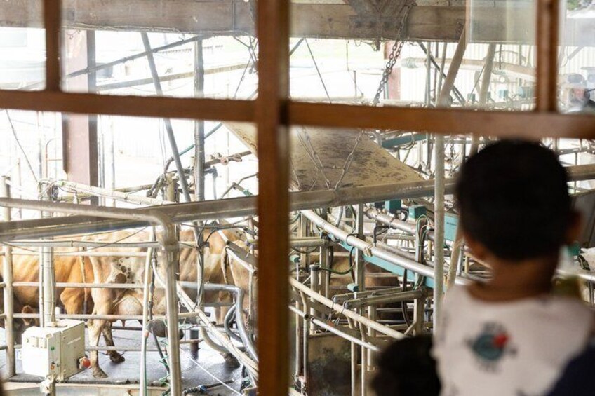 Farm Tractor Tour Dairy Cows and Calf Nursery 4