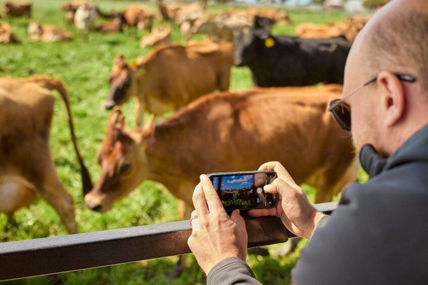 A person taking a photo of cows in a field. 2