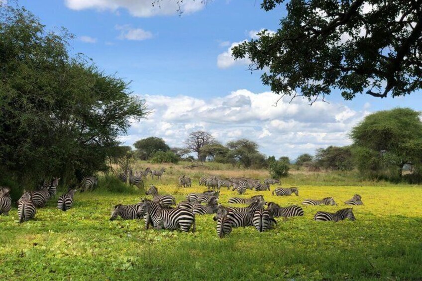 3 Day Safari and Cultural Adventure in Tanzania 3