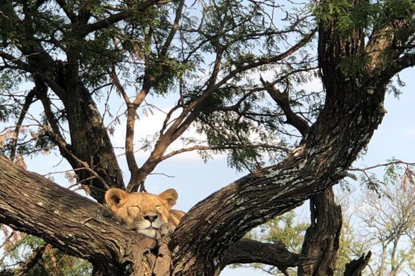 3 Day Safari and Cultural Adventure in Tanzania 2