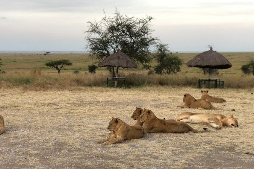 3 Day Safari and Cultural Adventure in Tanzania 1