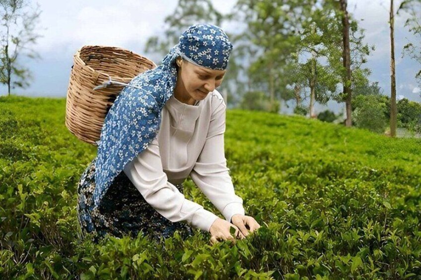 Tea Factory Tour from Nuwara Eliya 1