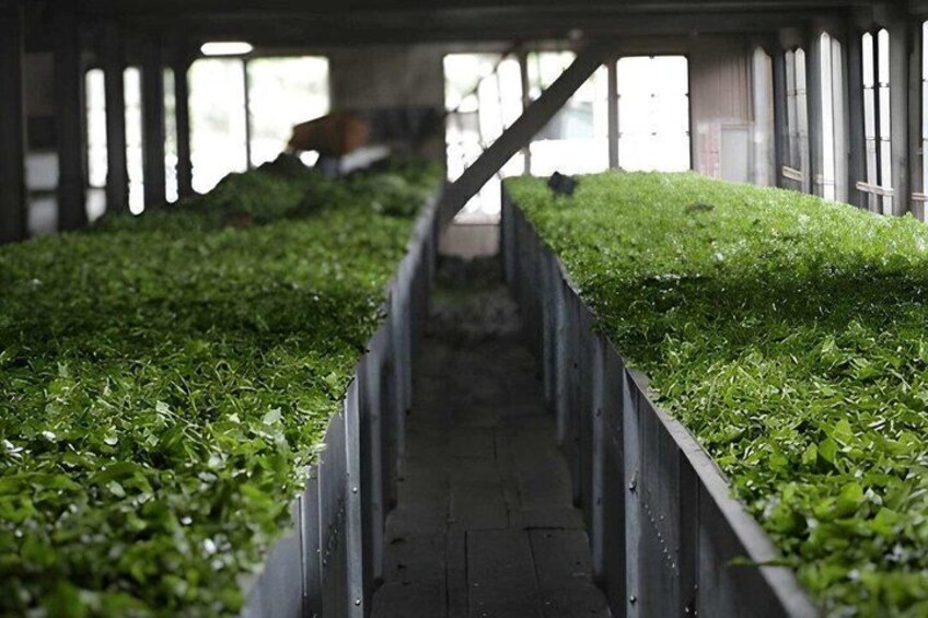 Tea Factory Tour from Nuwara Eliya 5