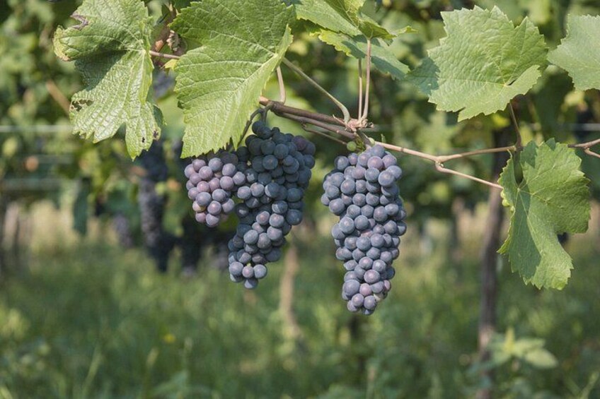 Orschwihr: Vineyards, winery and tasting Guide 6 Alsatian wines 2