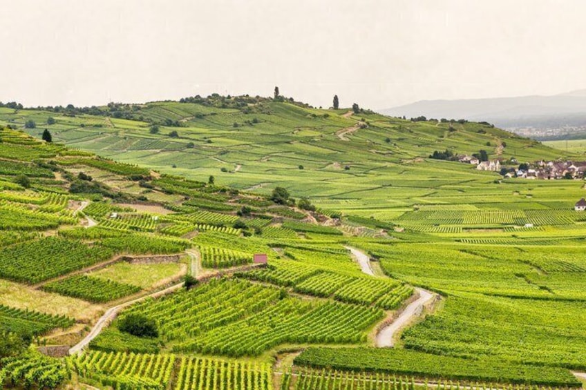 Local Craftsman Guide Vineyard Tour and 6 Orschwihr Wines 3
