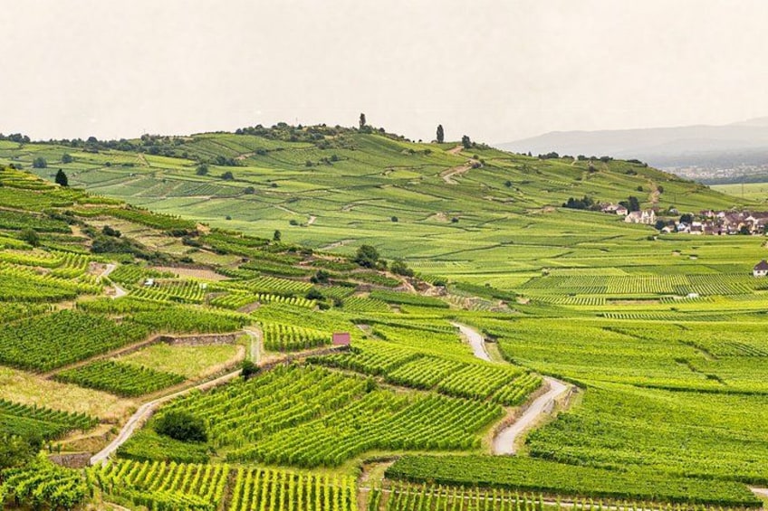 A vineyard with rows of grapevines, a dirt path, and a distant hilltop structure. 3