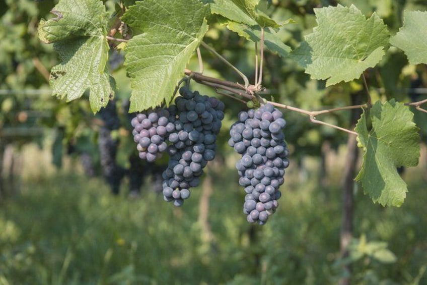 Local Craftsman Guide Vineyard Tour and 6 Orschwihr Wines 5