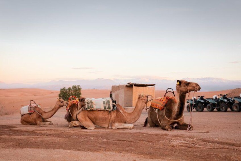 Four camels with saddles and blankets, a small building, and four off-road vehicles in a desert landscape. 3