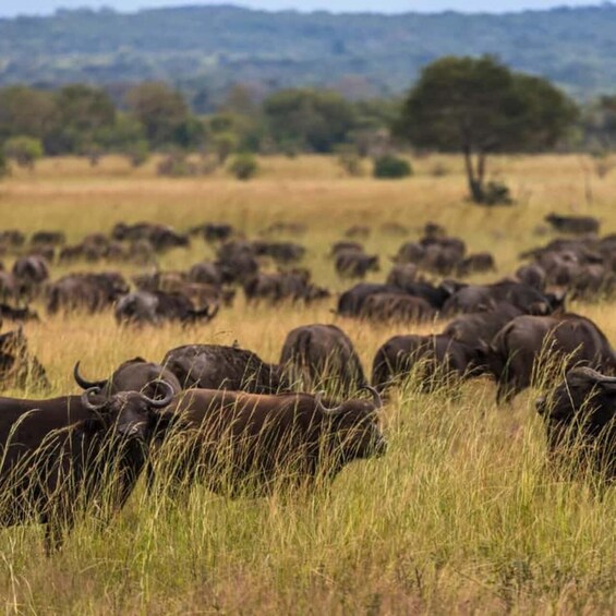 Picture 7 for Activity Mikumi National Park 3-Day Safari via Ferry from Zanzibar 4