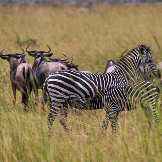 Picture 6 for Activity Mikumi National Park 3-Day Safari via Ferry from Zanzibar 2