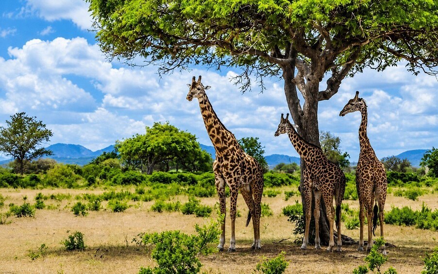 Mikumi National Park 3-Day Safari via Ferry from Zanzibar 1