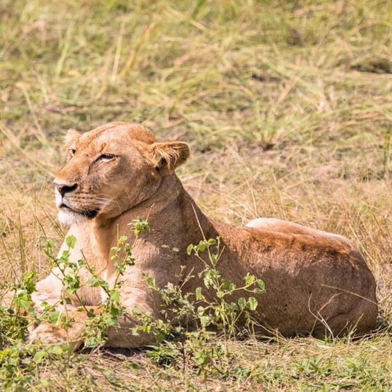 Picture 13 for Activity Mikumi National Park 3-Day Safari via Ferry from Zanzibar 3
