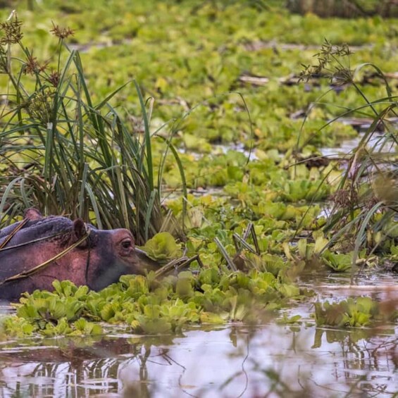 Picture 12 for Activity Mikumi National Park 3-Day Safari via Ferry from Zanzibar 5