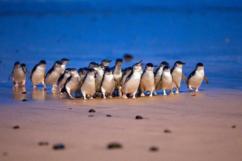 A group of penguins on a sandy beach with the ocean in the background. 1