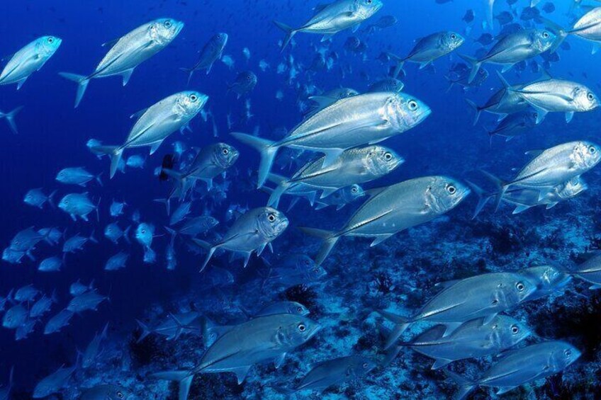 Diving Exploration around the Pass of Belle Mare Mauritius 1