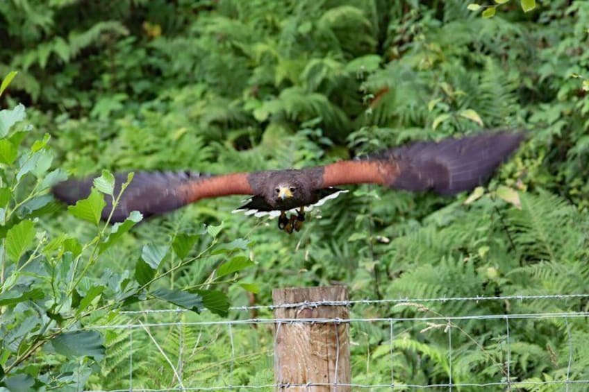 Hawk Walk through the Highland Woodland of Inverness 5