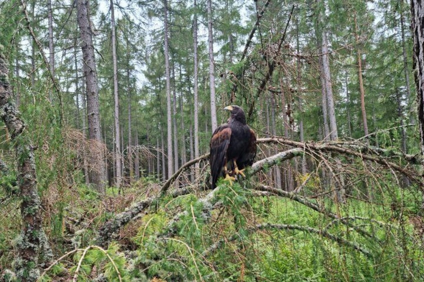 Hawk Walk through the Highland Woodland of Inverness 2