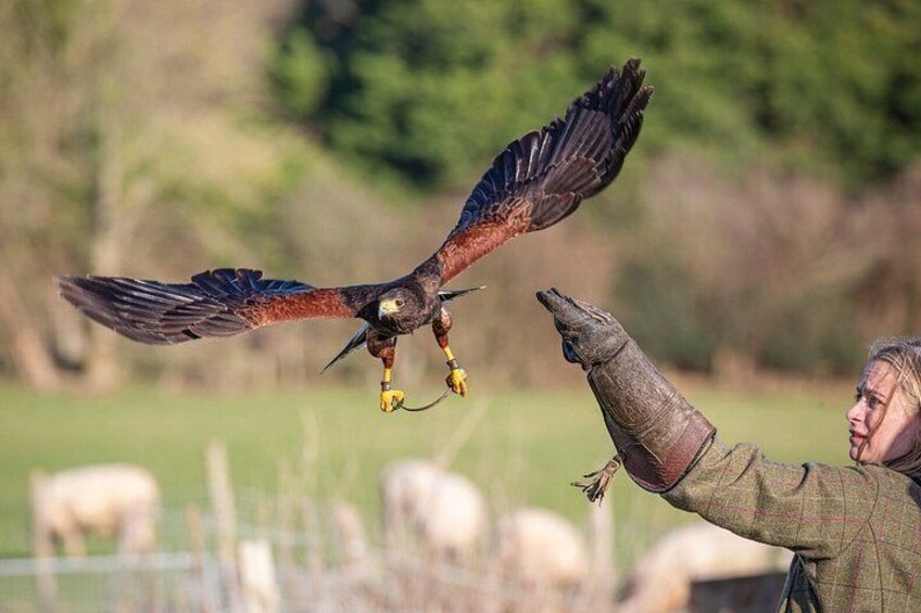 A falcon in flight with a person reaching out to catch it. 1